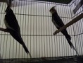 /album/nossas-aves/casal-cinza-portador-de-lutino-e-canela-jpg/